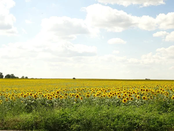 Campo de girassol sob céu azul com nuvens brancas — Fotografia de Stock