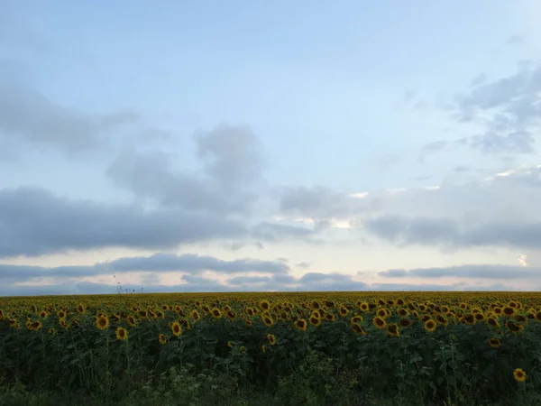 Pôr-do-sol dramático Céu e raios de sol saindo das nuvens — Fotografia de Stock