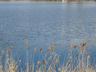 Arka planı mavi su kuru bitkiler