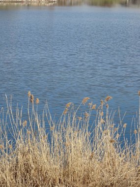 Arka planı mavi su kuru bitkiler