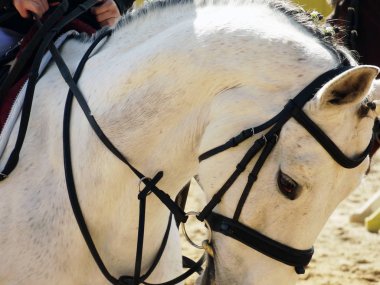 Kenarlı Beyaz Atın Yakın Görünümü