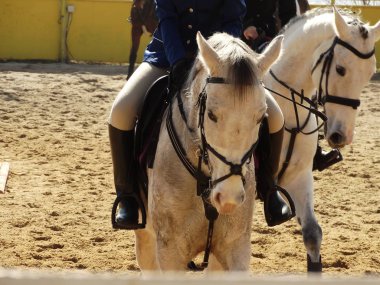                         Portre, iki beyaz at kadar kapatın