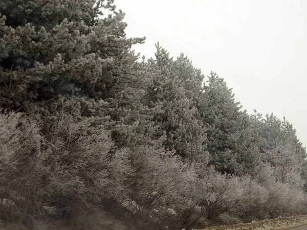 Iğne yapraklı ağaçlar donmuş — Stok fotoğraf