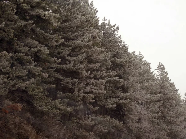 Frozen Coniferous Trees