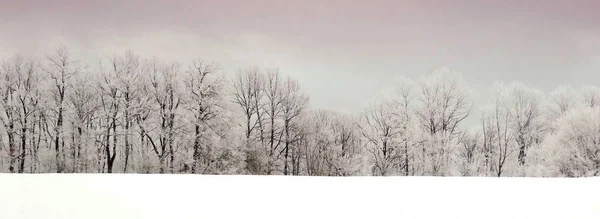 Paisaje de árboles de coníferas congeladas —  Fotos de Stock