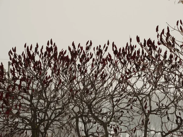 Δέντρα με κόκκινα φρούτα το χειμώνα — Φωτογραφία Αρχείου