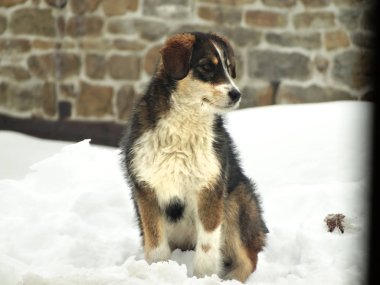                      Kışın Evsiz Köpek portresi