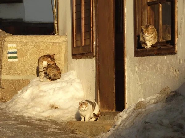 Straßenkatzen im Schnee — Stockfoto