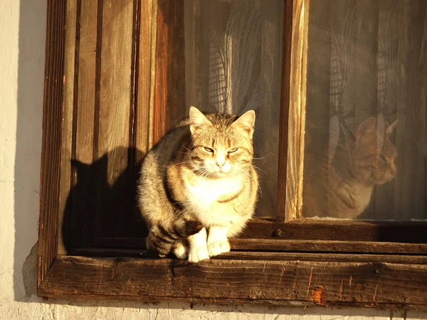 Kat in een houten venster — Stockfoto