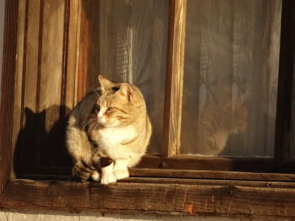 Kat in een houten venster — Stockfoto
