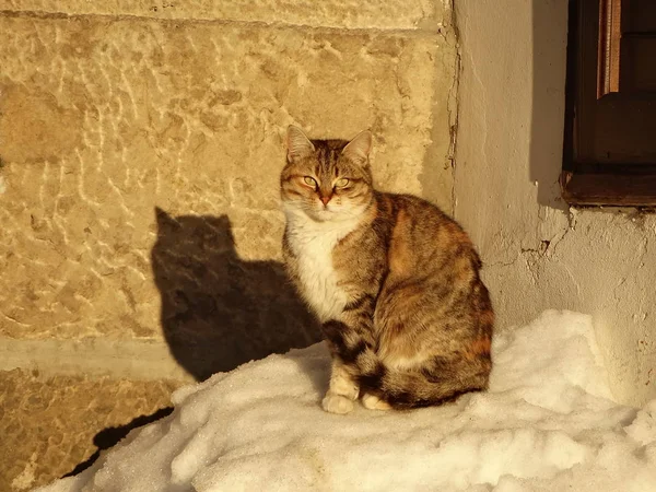 雪の上に座って通りの猫 — ストック写真
