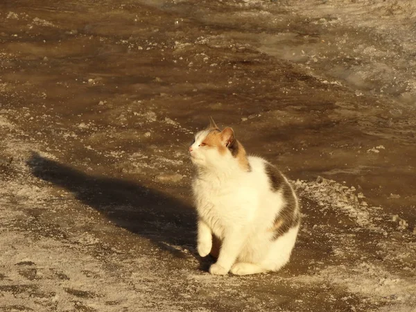 Bolyhos macska szabadtéri, télen — Stock Fotó