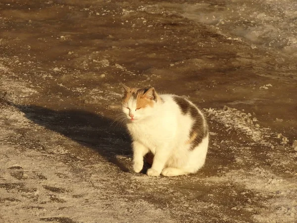 Flauschige Katze im Winter draußen — Stockfoto