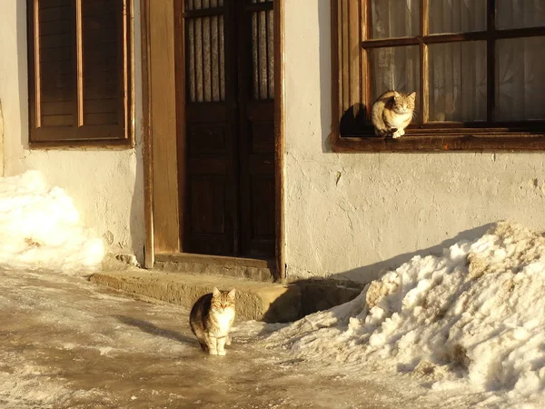 Straßenkatzen im Schnee — Stockfoto