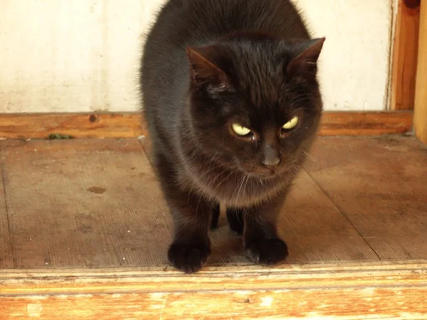 Zwarte Kat Een Houten Vloer — Stockfoto