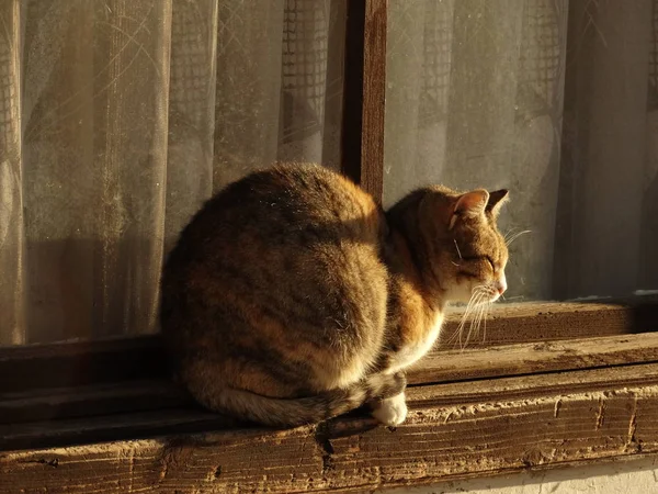 Gato Acostado Frente Una Vieja Ventana Madera — Foto de Stock