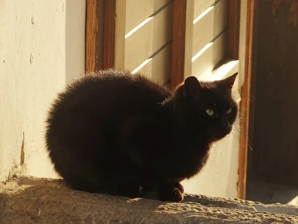 Gato Negro Piso Madera — Foto de Stock