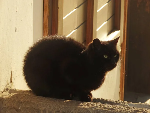 Gato Preto Chão Madeira — Fotografia de Stock