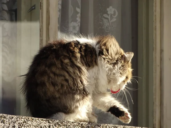 かわいいふわふわ猫屋外 — ストック写真