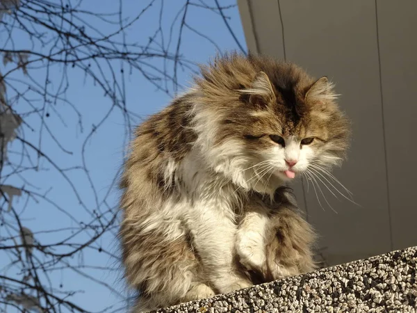 可爱的蓬松猫户外 — 图库照片