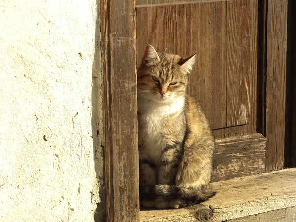 古い木製のドアの前に座っている猫 — ストック写真