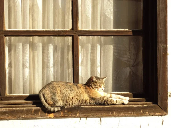 猫躺在一个旧的木窗前 — 图库照片