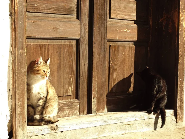 Pouliční kočky v dřevěné dveře — Stock fotografie