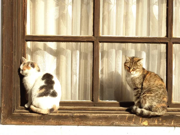 Pouliční kočky sedí v okně — Stock fotografie