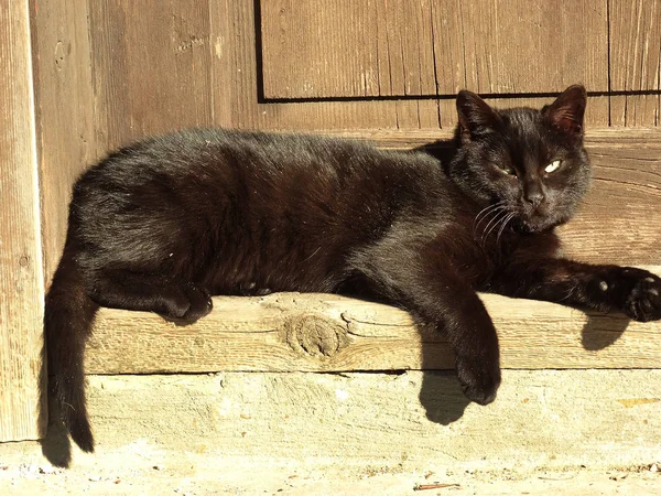 Schwarze Katze liegt vor einer alten Holztür — Stockfoto