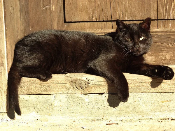 Schwarze Katze liegt vor einer alten Holztür — Stockfoto