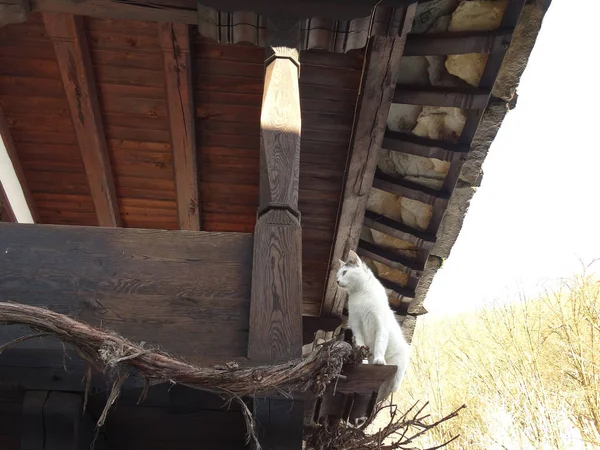 Vit katt på balkong trähus — Stockfoto