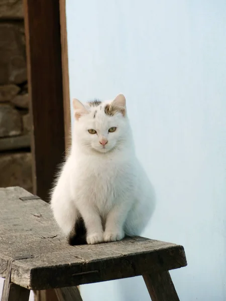 Gato branco em um banco de madeira — Fotografia de Stock