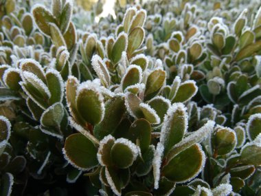 Frost'un üzerinde yeşil bir çalı