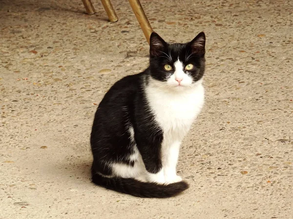 Schwarz-weiße Katze starrt in die Kamera — Stockfoto