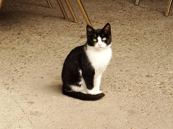 Zwart-witte kat staren naar de Camera — Stockfoto