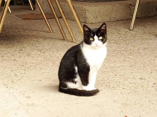 Chat noir et blanc regardant la caméra — Photo