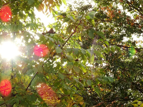 Luz solar atrás de ramos de árvore — Fotografia de Stock