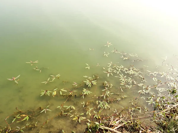 人工湖海岸 — 图库照片