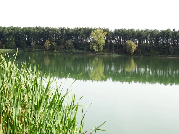 Refleksi Pohon di Danau Buatan — Stok Foto