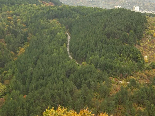 Вид сверху на зеленый лес — стоковое фото