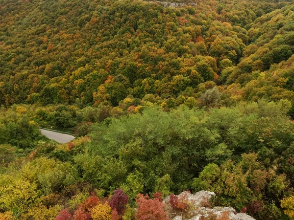 Vista superior de un bosque verde — Foto de Stock