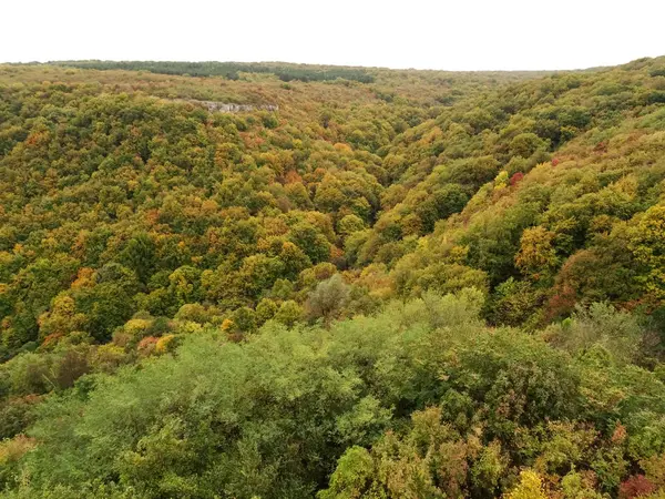 Vista superior de un bosque verde — Foto de Stock