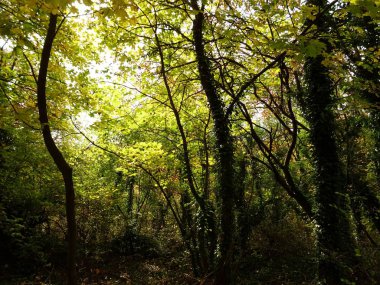 Yeşil yapraklı ağaç dalları