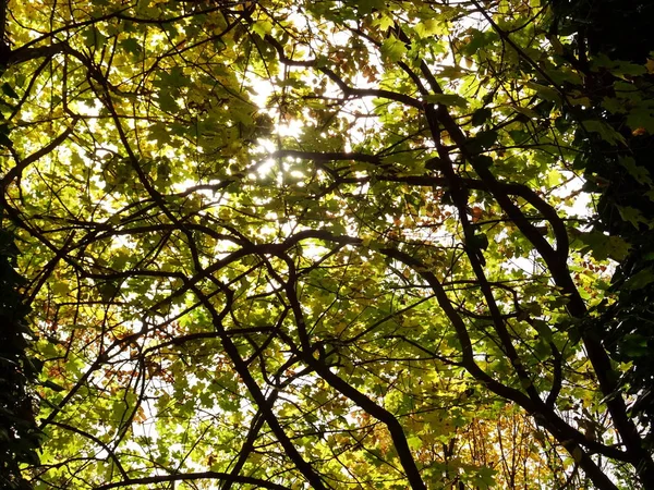 푸른 잎이 달린 나무 가지 — 스톡 사진
