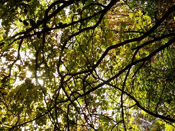 Ramos de árvores com folhas verdes — Fotografia de Stock