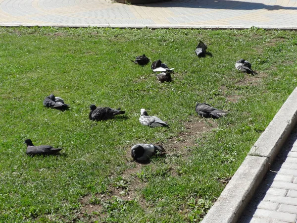 Çim Üzerinde Güvercinler Yakın Çekim — Stok fotoğraf