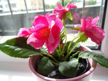 Bir pembe çiçek tencerede pembe çiçekler