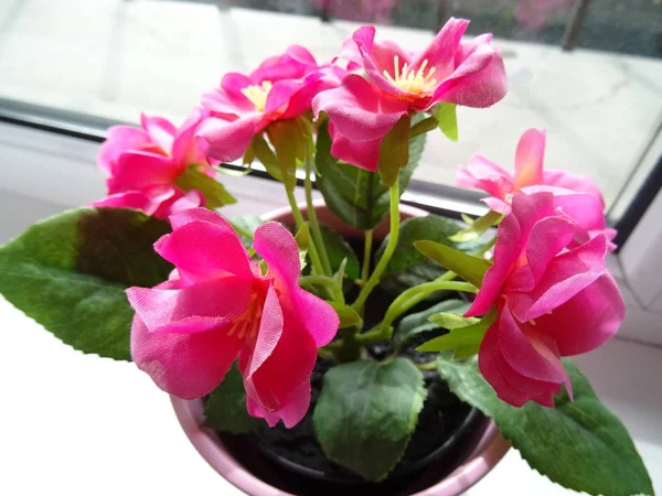 Розовые цветы в цветочном горшке — стоковое фото