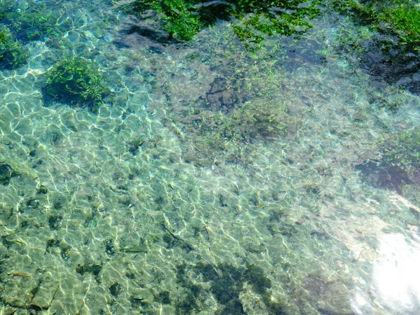 Zielony rzęsy w czystej wodzie — Zdjęcie stockowe