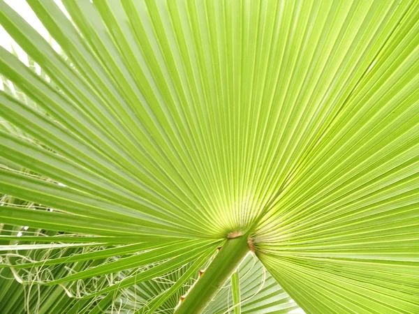 Folha Palma Verde Fresca — Fotografia de Stock